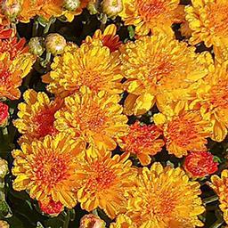 Mum chrysanthemum x morifolium 'Hot Sugar Gold Bronze'
