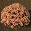 Mum Chrysanthemum X Morifolium 'Emma'