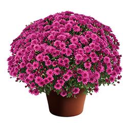 Mum chrysanthemum x morifolium 'Veronica Dark Pink'