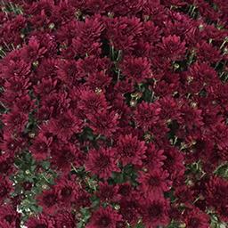 Mum chrysanthemum x morifolium 'Zaza Purple'