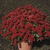 Mum Chrysanthemum X Morifolium 'Helen'