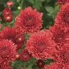 Mum Chrysanthemum X Morifolium 'Regina'