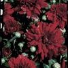 Mum Chrysanthemum X Morifolium 'Raquel'