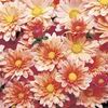 Mum Chrysanthemum X Morifolium 'Camille'