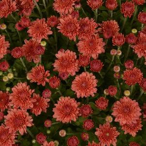 Mum Chrysanthemum X Morifolium 'Fiona'