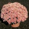 Mum Chrysanthemum X Morifolium 'Penelope'