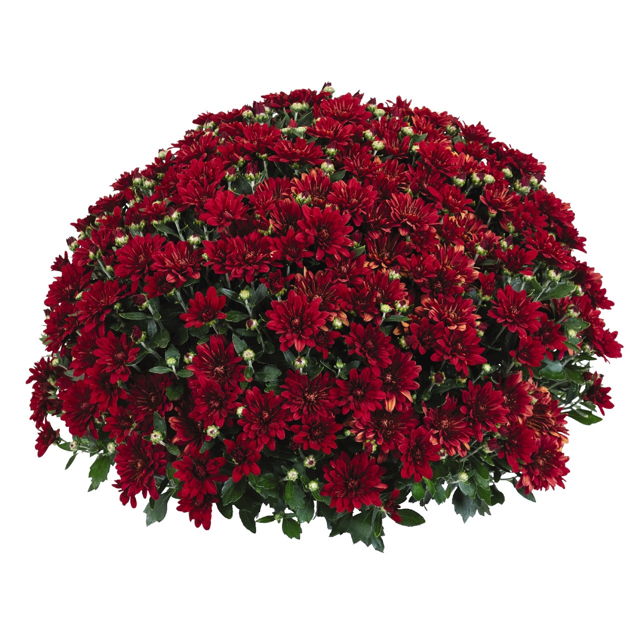 Mum chrysanthemum x morifolium 'Fiesta Red'