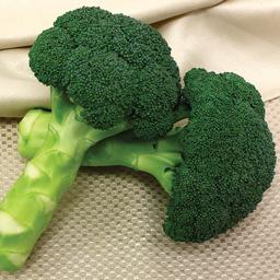 Vegetable Weezie's Broccoli 'Green Magic'