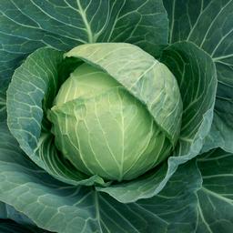 Vegetable Weezie's Cabbage 'Headstart'