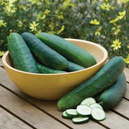 Vegetable Weezie's Cucumber 'Burpee Hybrid II'