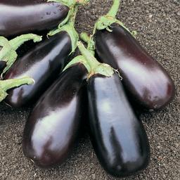 Vegetable Weezie's Eggplant 'Classic'