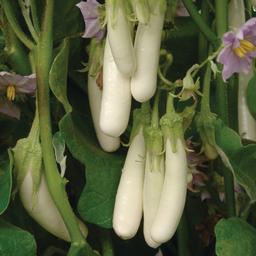 Vegetable Weezie's Eggplant 'Gretel'