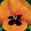 Pansy Viola X Wittrockiana 'Delta Orange Blotch'