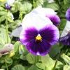 Pansy Viola X Wittrockiana 'Delta Beaconsfield'