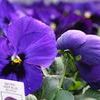 Pansy Viola X Wittrockiana 'Delta Premium Deep Blue Blotch'