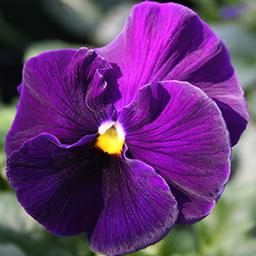 Pansy viola x wittrockiana 'Spring Matrix Purple'
