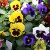 Pansy Viola X Wittrockiana 'Delta Blotch Mix'
