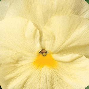 Pansy Viola X Wittrockiana 'Delta Premium Pure Primrose'