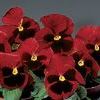 Pansy Viola X Wittrockiana 'Delta Premium Red Blotch'