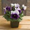 Pansy Viola X Wittrockiana 'Dynamite Beacon Blue'