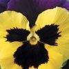 Pansy Viola X Wittrockiana 'Delta Yellow with Purple Wing'