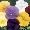 Pansy Viola X Wittrockiana 'Delta Pure Colors Mix'