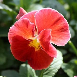 Pansy Viola X Wittrockiana 'Delta Pure Red'