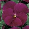 Pansy Viola X Wittrockiana 'Delta Pure Rose'