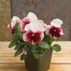 Pansy Viola X Wittrockiana 'Dynamite Beacon Rose'