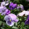 Pansy Viola X Wittrockiana 'Dynamite Lavender'