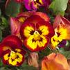 Pansy Viola X Wittrockiana 'Dynamite Wine Flash Improved'