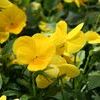 Pansy Viola X Wittrockiana 'Dynamite Yellow'