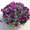 Pansy Viola X Wittrockiana 'Dynamite Purple'