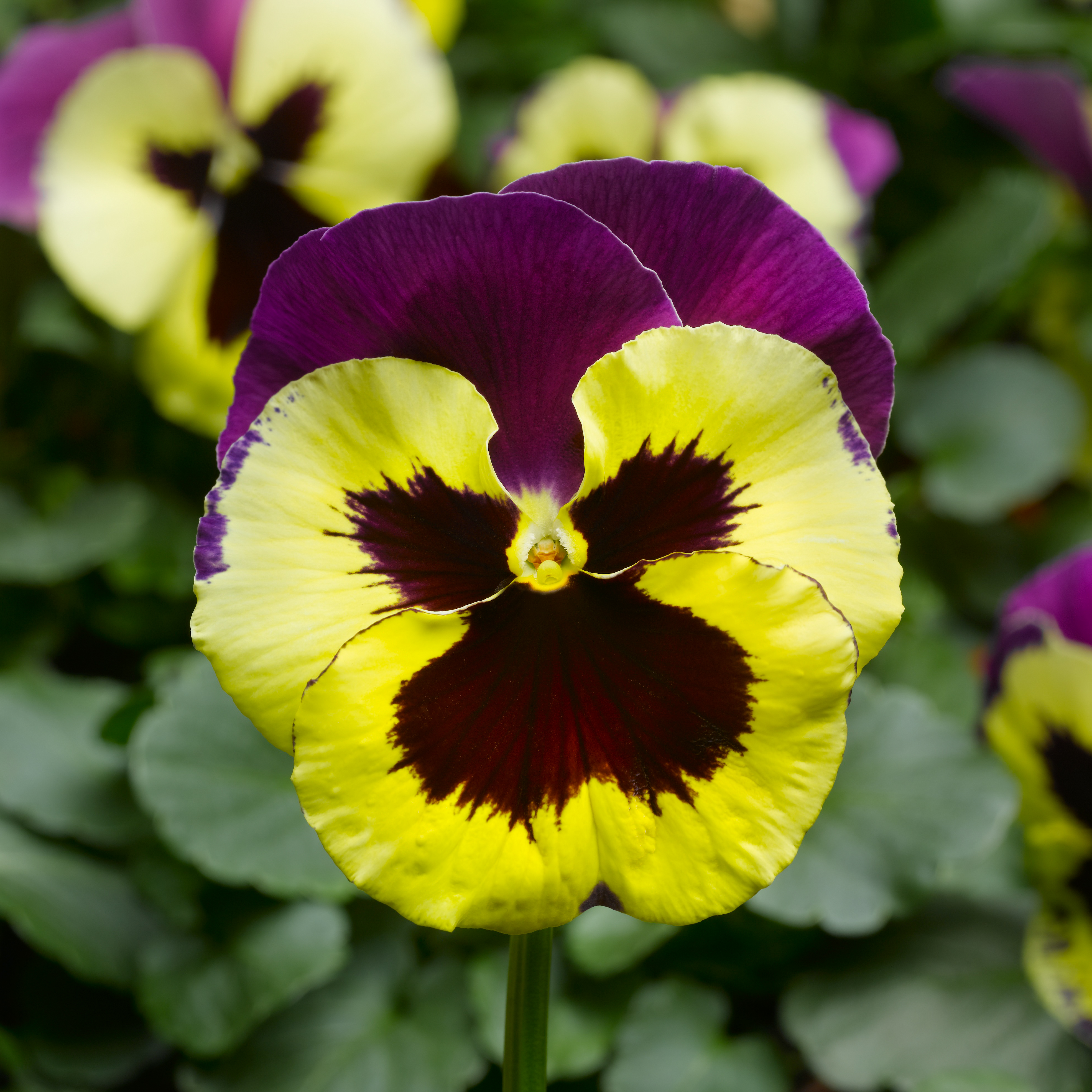 Pansy viola x wittrockiana 'Delta Classic Yellow with Purple Wing'