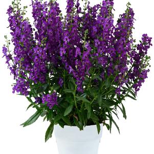 Angelonia 'Alonia Purple'