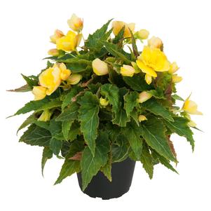 Begonia Hiemalis 'Belissa Yellow'