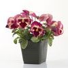 Pansy Viola X Wittrockiana 'Dynamite Strawberry'