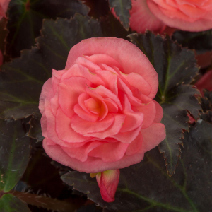 Begonia hybrida 'Adora Satin Rose'