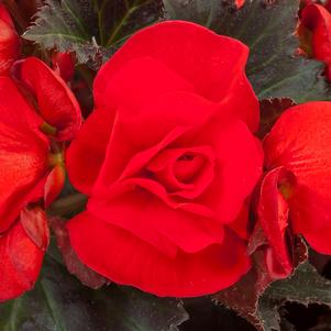 Begonia hybrida 'Adora Velvet Red'
