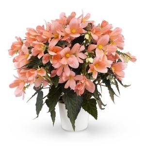 Begonia hybrida 'Florencio Pink'
