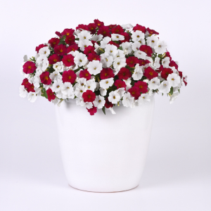 Trixi® 'Red and White Forever'