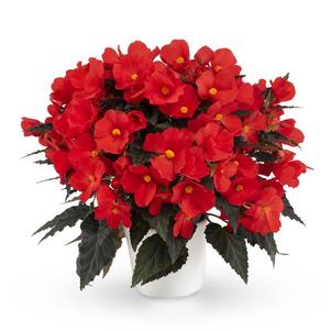 Begonia hybrida 'Florencio Red'