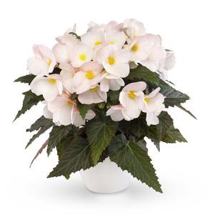 Begonia hybrida 'Florencio White'