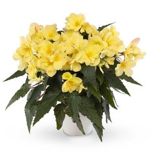 Begonia hybrida 'Florencio Yellow'