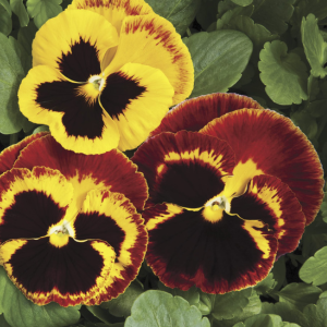 Pansy 'Colossus Fire'