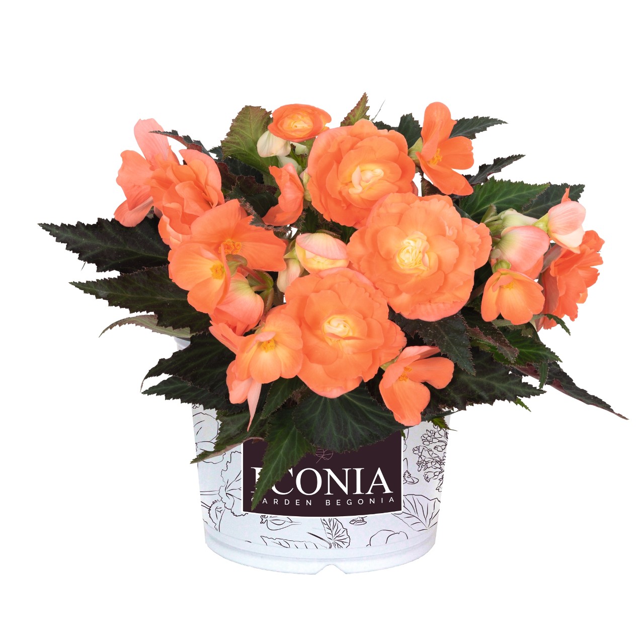 Begonia hybrida 'I'Conia First Kiss Saffron'