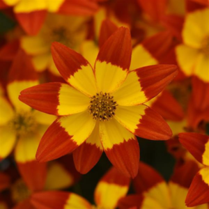 Bidens ferulifolia 'Namid Red and Yellow Eye'