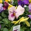 Pansy Viola X Wittrockiana 'Dynamite Silhouette Mix'