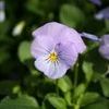 Viola Viola Cornuta 'Rocky Blue For You'