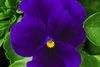 Viola Viola Cornuta 'Rocky Bright Purple'